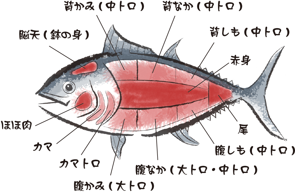 マグロ部位/赤身・背しも(中トロ)・背なか(中トロ)・背かみ(中トロ)・脳天(鉢の身)・ほほ肉・カマ・カマトロ・腹かみ(大トロ)・腹なか(大トロ・中トロ)・腹しも(中トロ)・尾